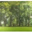 Prémium PANORAMA FOREST sztatikus ablakfólia 67,5cm x 1,5m
