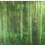 Prémium PANORAMA BAMBOO sztatikus ablakfólia 67,5cm x 1,5m