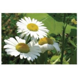 MT103 öntapadós konyhai csempematrica 4db/szett15x15cm