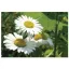 MT103 öntapadós konyhai csempematrica 4db/szett15x15cm
