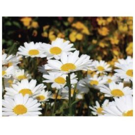 MT104 öntapadós konyhai csempematrica 4db/szett15x15cm