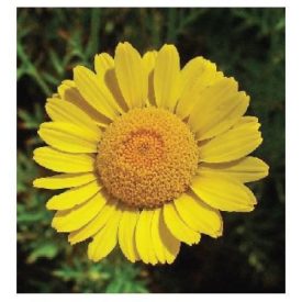 MT108 öntapadós konyhai csempematrica 4db/szett15x15cm