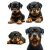 Rottweiler kollekció 15x15cm 4db