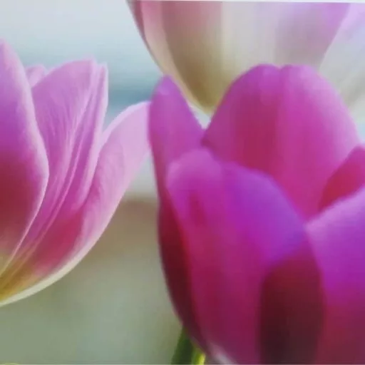 Tulipánok dekorációs falmatrica 32x69cm