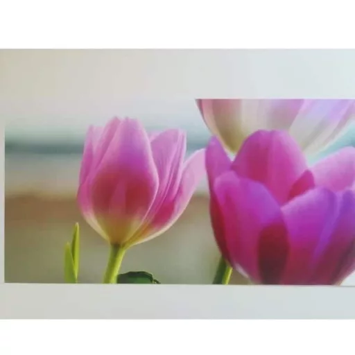 Tulipánok dekorációs falmatrica 32x69cm
